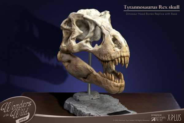VORBESTELLUNG ! Wonders of the Wild Series T-Rex Head Skull 30 cm Statue