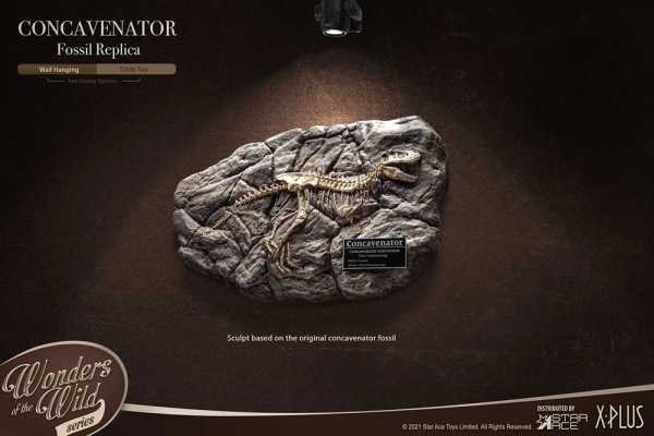 Wonders of the Wild Concavenator Fossil 31 cm Mini-Replik