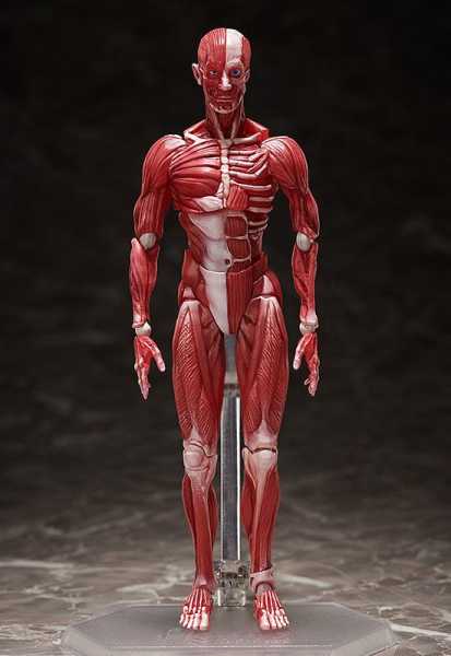 Original Character Human Anatomical Model Figma Actionfigur