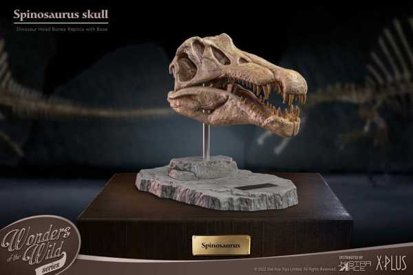 VORBESTELLUNG ! Wonders of the Wild Series Spinosaurus Head Skull 30 cm Statue